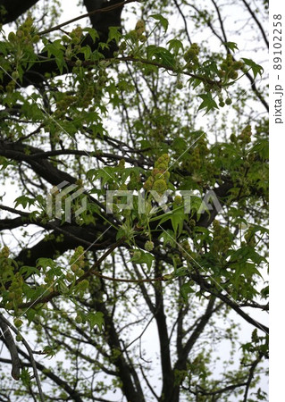 モミジバフウの花と芽吹き 89102258