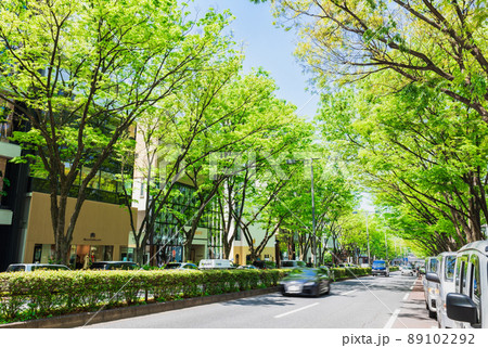 東京　新緑の表参道 89102292