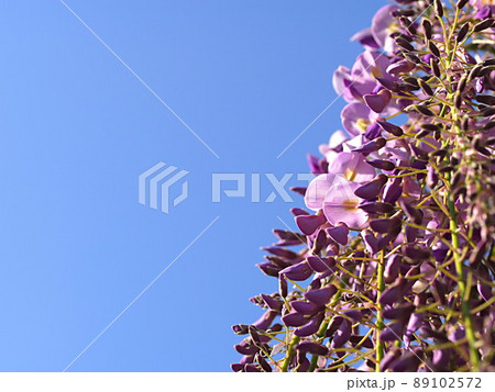 青空と開花を始めたフジの花 青空と開花を始めたフジの花 89102572