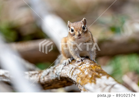 倒木の上で一休みするエゾシマリス 倒木の上で一休みするエゾシマリス 89102574
