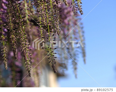 青空と藤の花の蕾 89102575