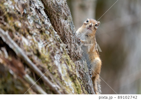 樹木から様子を伺うエゾシマリス 樹木から様子を伺うエゾシマリス 89102742