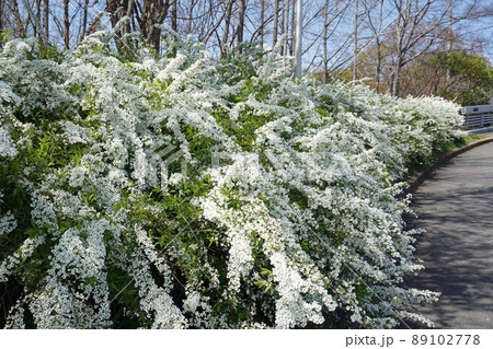 春の風に揺れるユキヤナギの花 89102778