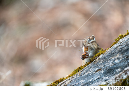 斜めの倒木上で採食するエゾシマリス 89102803