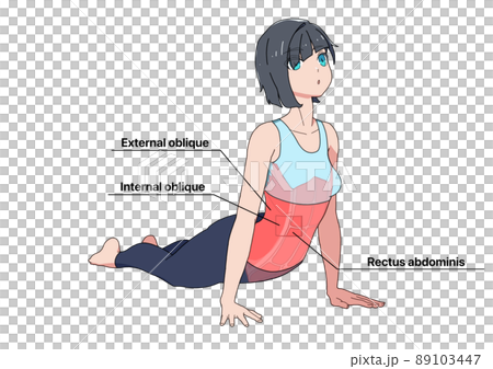 腹筋のストレッチをする女性と筋肉（各部位の英語名称） 89103447