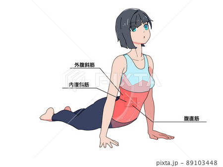 腹筋のストレッチをする女性と筋肉 各部位の日本語名称 のイラスト素材