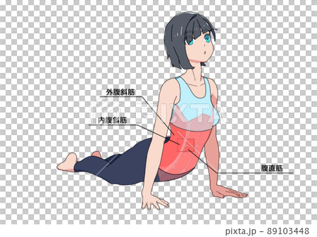 腹筋のストレッチをする女性と筋肉（各部位の日本語名称） 89103448