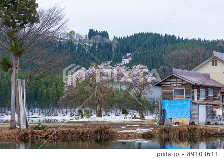 中子の桜 中子の桜 89103611