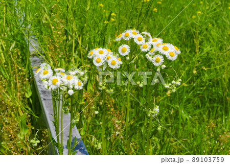 ハルジオン ハルジオン 89103759