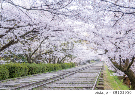 《京都府　京都市》蹴上インクラインの桜 89103950