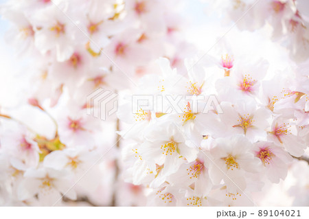 《京都府　京都市》蹴上インクラインの桜 89104021