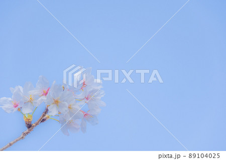 《京都府　京都市》蹴上インクラインの桜 89104025