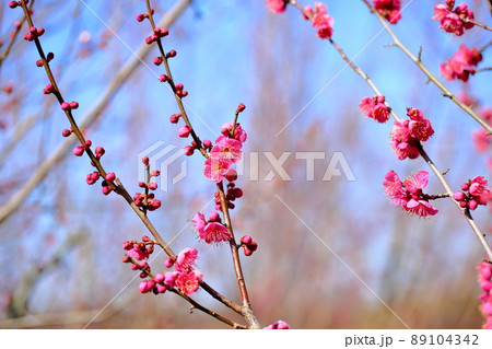 梅の花　姫千鳥 89104342