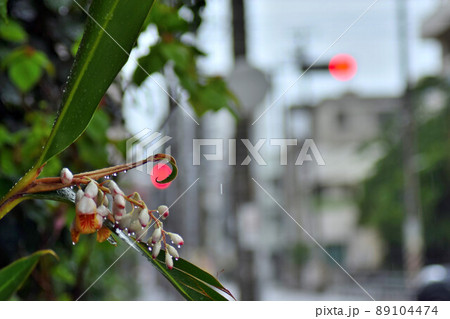 歩道に咲く月桃の花 歩道に咲く月桃の花 89104474