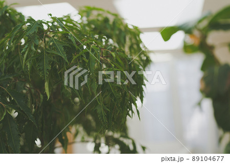 観葉植物 観葉植物 89104677