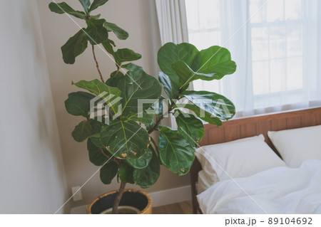 寝室の観葉植物 寝室の観葉植物 89104692