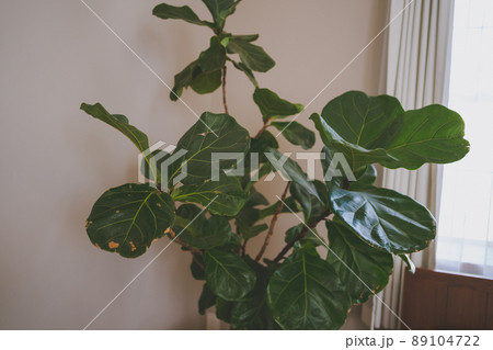 観葉植物 観葉植物 89104722