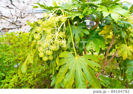 埼玉県　川越氷川神社裏の新河岸川の葉っぱ 89104792