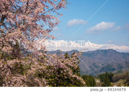 山桜と北アルプス 89104879
