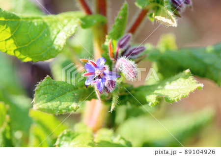 ボリジの花 ボリジの花 89104926