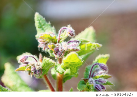 ボリジの花 ボリジの花 89104927
