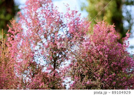 ジャノメエリカの花 ジャノメエリカの花 89104929