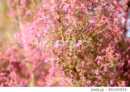 ジャノメエリカの花 ジャノメエリカの花 89104930