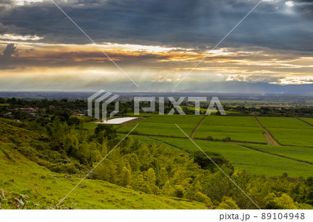 Sugar cane field and the majestic mountains at the Valle del Cauca region in Colombia 89104948