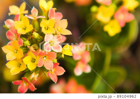 カランコエの花 カランコエの花 89104962