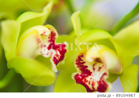 シンビジュームの花 シンビジュームの花 89104967