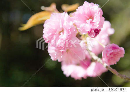 八重桜のクローズアップ 89104974
