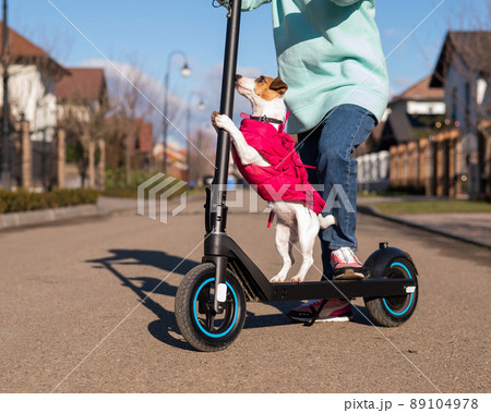 A woman rides an electric scooter in a cottage village with a dog Jack Russell Terrier.  89104978
