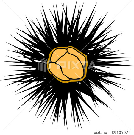 高級ウニのイラスト素材のイラスト素材