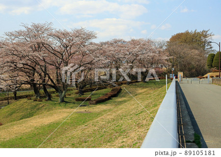 四十四田ダムの桜 四十四田ダムの桜 89105181