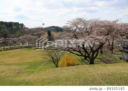 四十四田ダムの桜 四十四田ダムの桜 89105185