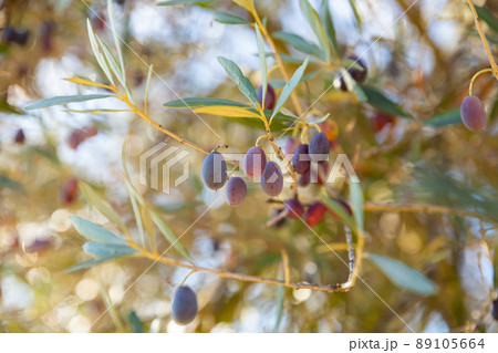 Olive tree branches with ripe black olives Olive tree branches with ripe black olives 89105664
