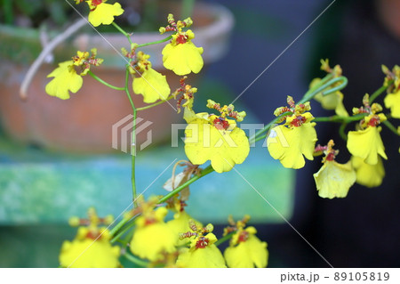 オンシジュウムの花 89105819