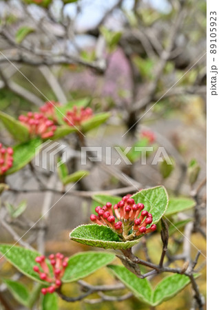 樹木：オオチョウジガマズミ　レンプクソウ科 89105923
