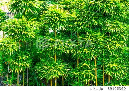 大名竹の生垣 大名竹の生垣 89106360