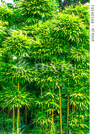 大名竹の生垣 89106361