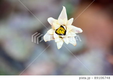 ユキワリイチゲの花 89106748