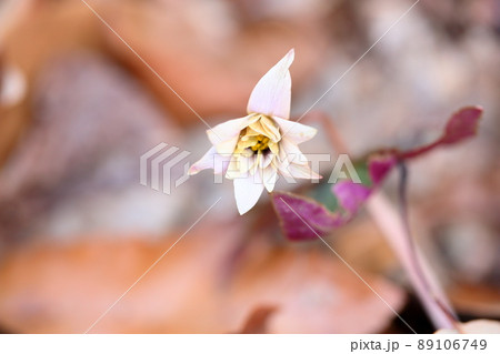 ユキワリイチゲの花 89106749