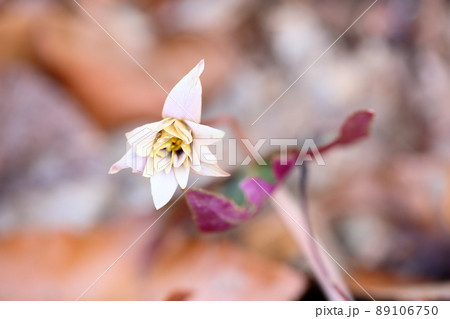 ユキワリイチゲの花 89106750