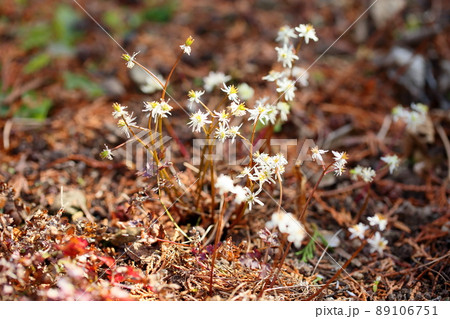 セリバオウレンの花 セリバオウレンの花 89106751