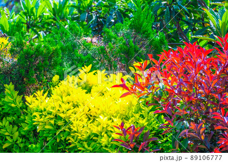 黄金マサキとカナメモチの生垣 89106777