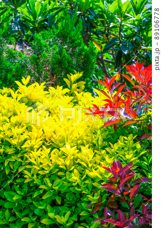 黄金マサキとカナメモチの生垣 89106778