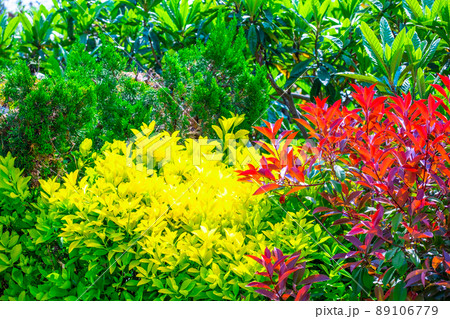 黄金マサキとカナメモチの生垣 黄金マサキとカナメモチの生垣 89106779