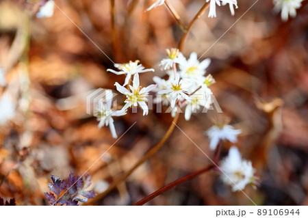 セリバオウレンの花 89106944