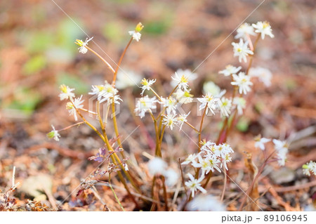 セリバオウレンの花 89106945