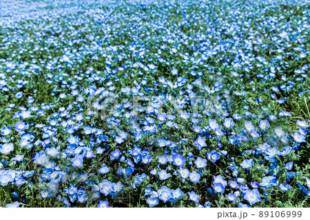 青い絨毯のように咲き誇るネモフィラたち 89106999